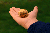 zlatonka-2.gif